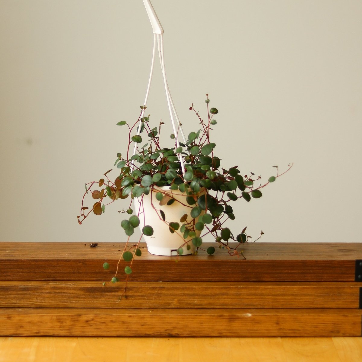  Peperomia 'Ruby Cascade' - 4.5 Inch Hanging Basket