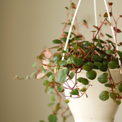  Peperomia 'Ruby Cascade' - 4.5 Inch Hanging Basket