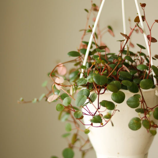  Peperomia 'Ruby Cascade' - 4.5 Inch Hanging Basket