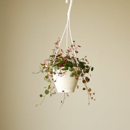  Peperomia 'Ruby Cascade' - 4.5 Inch Hanging Basket