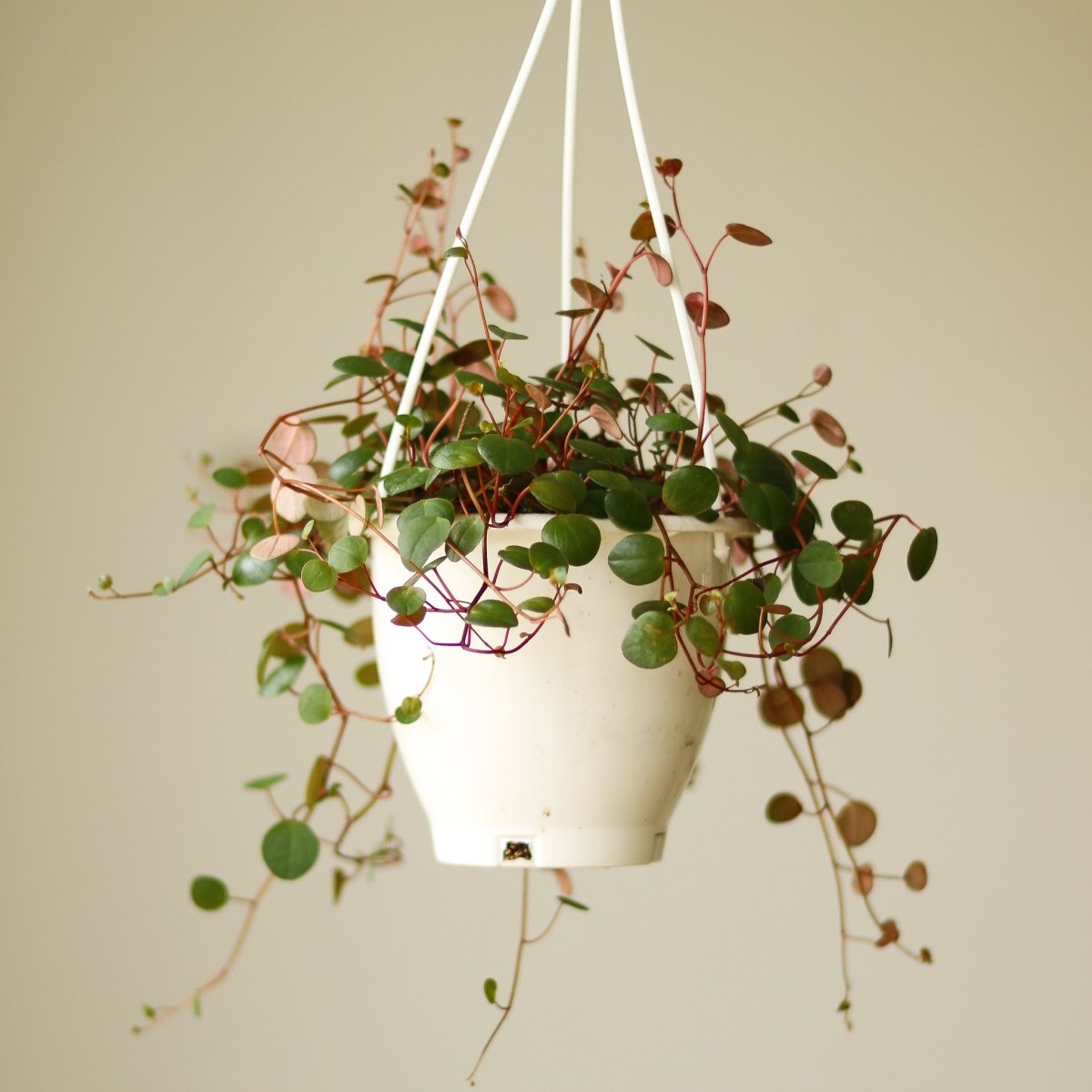  Peperomia 'Ruby Cascade' - 4.5 Inch Hanging Basket