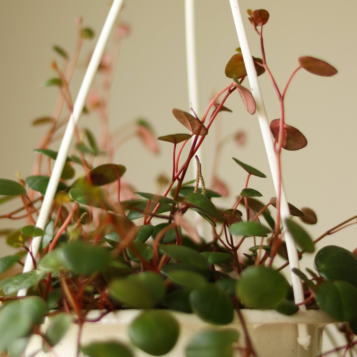  Peperomia 'Ruby Cascade' - 4.5 Inch Hanging Basket