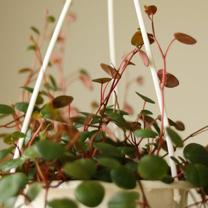  Peperomia 'Ruby Cascade' - 4.5 Inch Hanging Basket