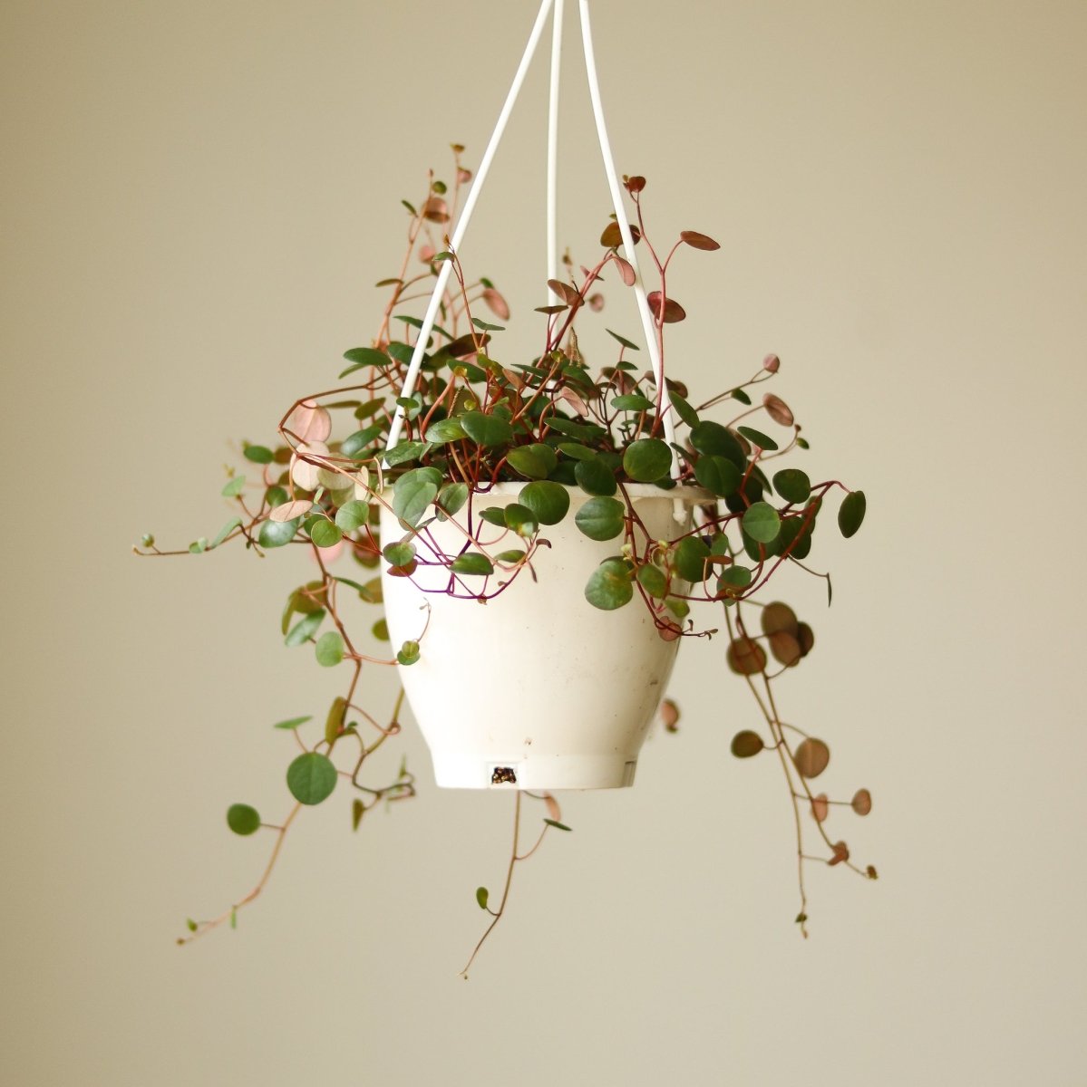  Peperomia 'Ruby Cascade' - 4.5 Inch Hanging Basket
