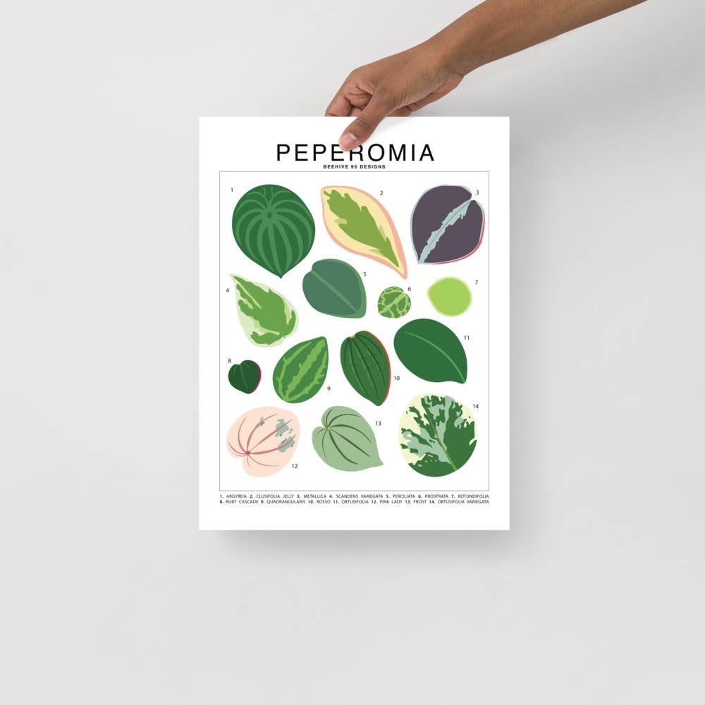  Peperomia Species ID Chart - Botanical Houseplant Art Print