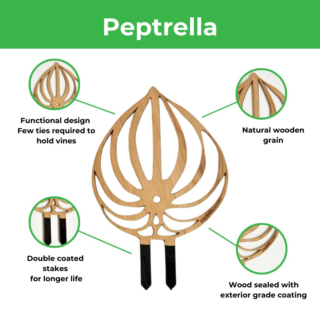  Peptrella - Peperomia Inspired Plant Trellis