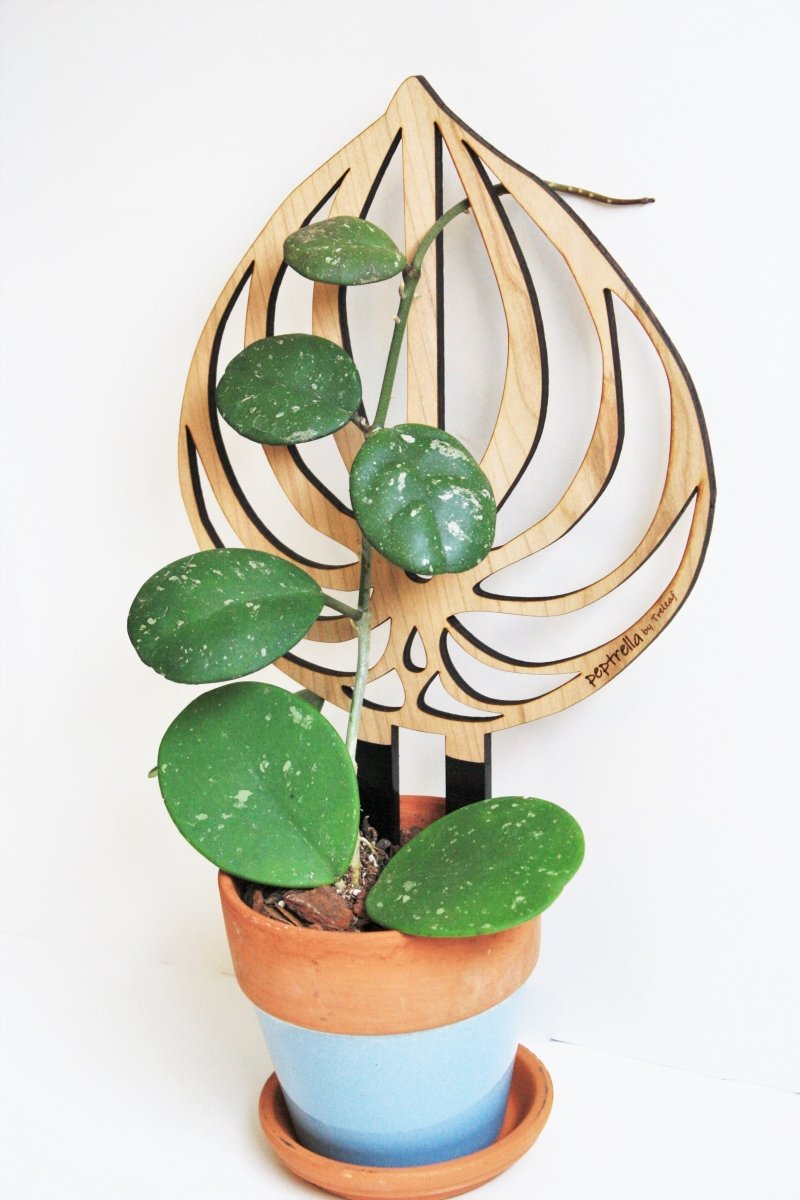  Peptrella - Peperomia Inspired Plant Trellis