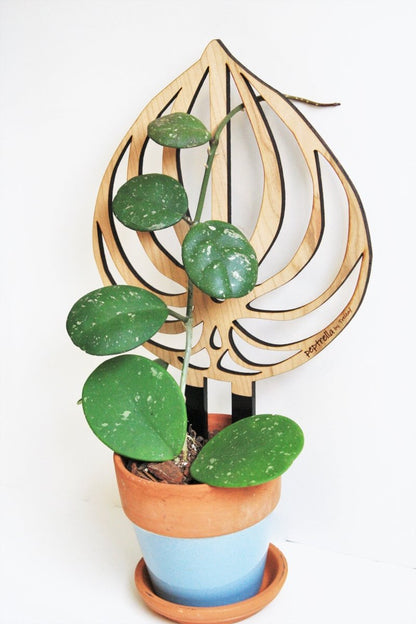  Peptrella - Peperomia Inspired Plant Trellis