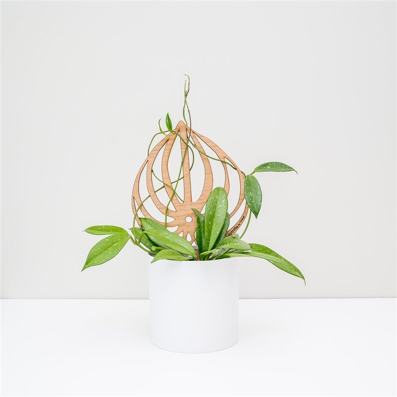  Peptrella - Peperomia Inspired Plant Trellis