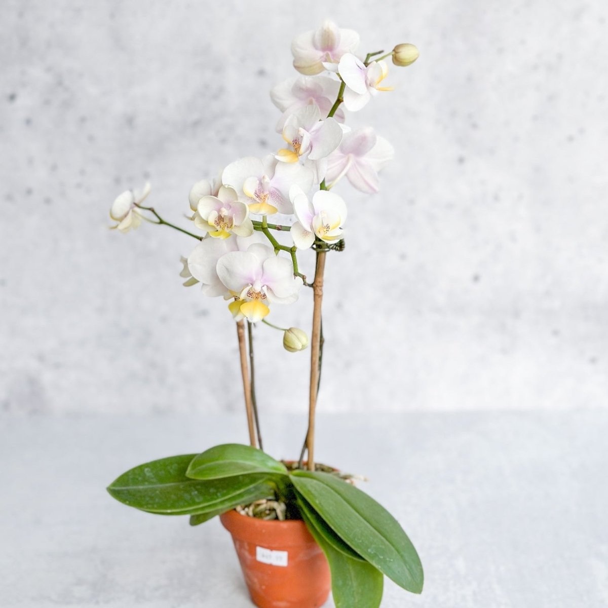  Phalaenopsis Orchid