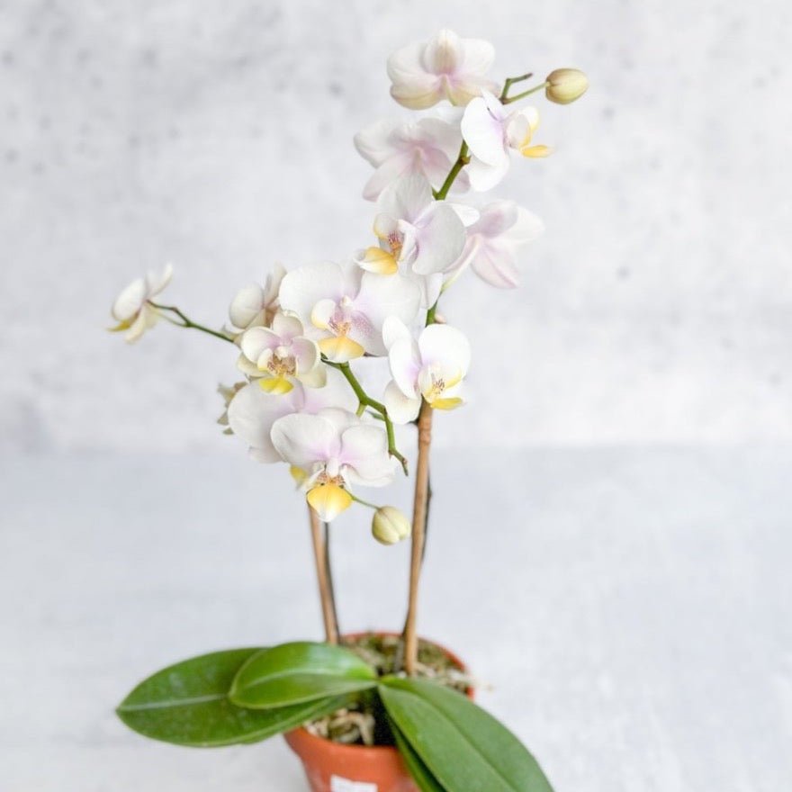  Phalaenopsis Orchid