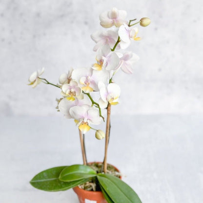  Phalaenopsis Orchid