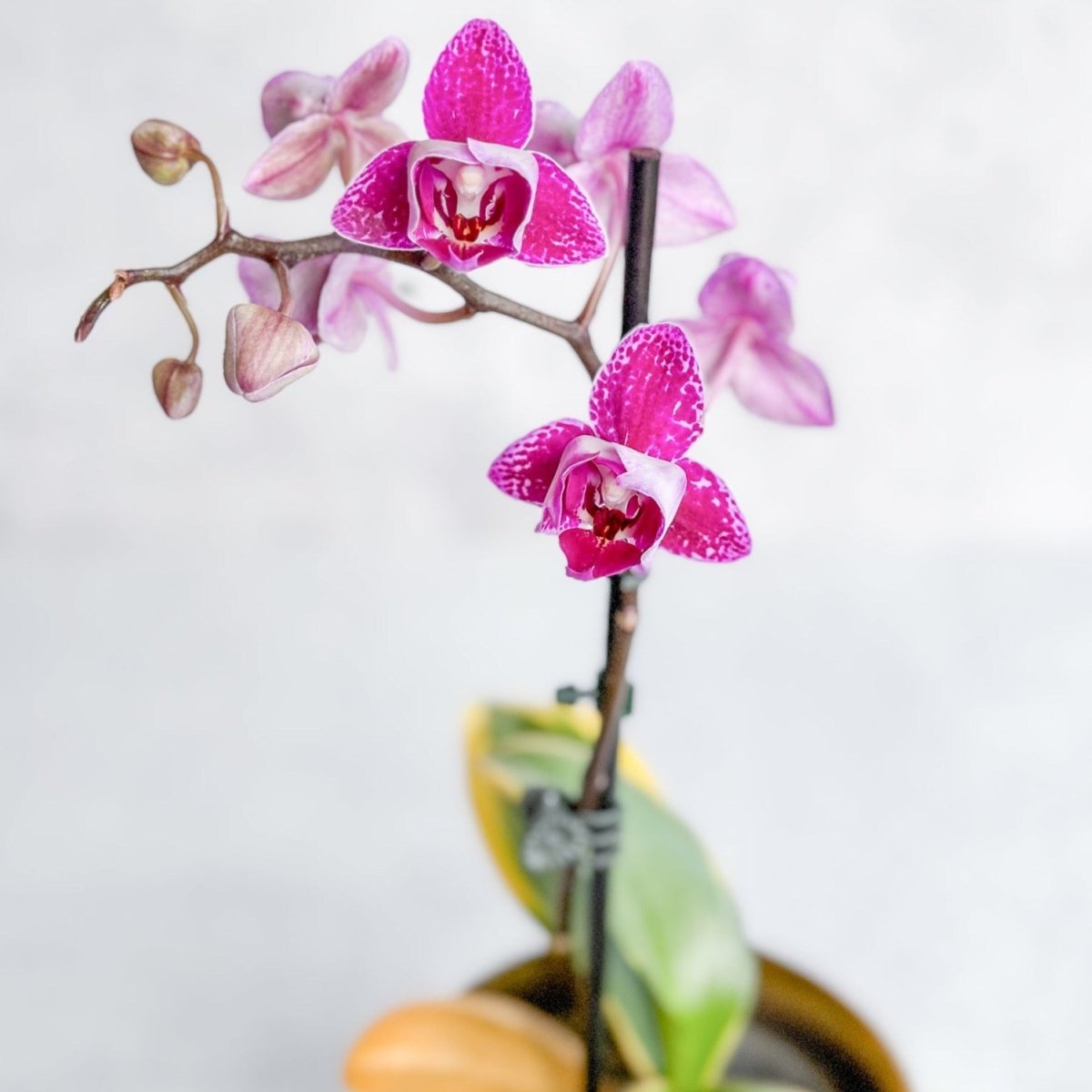  Phalaenopsis Orchid