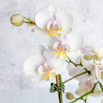  Phalaenopsis Orchid