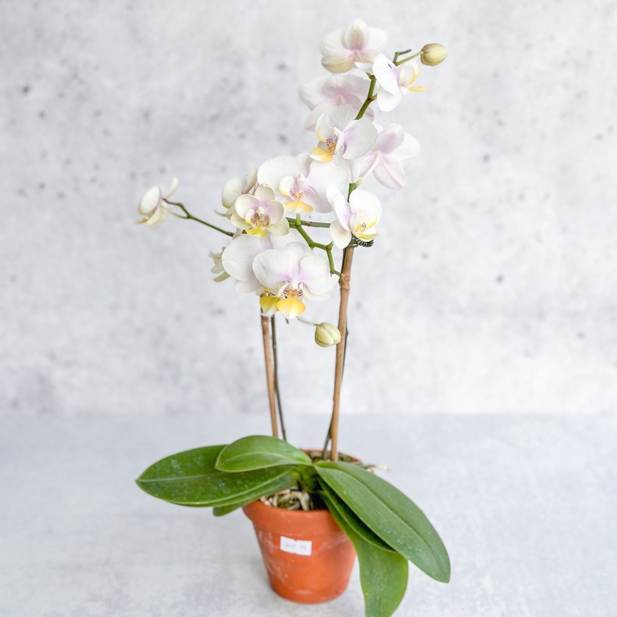  Phalaenopsis Orchid