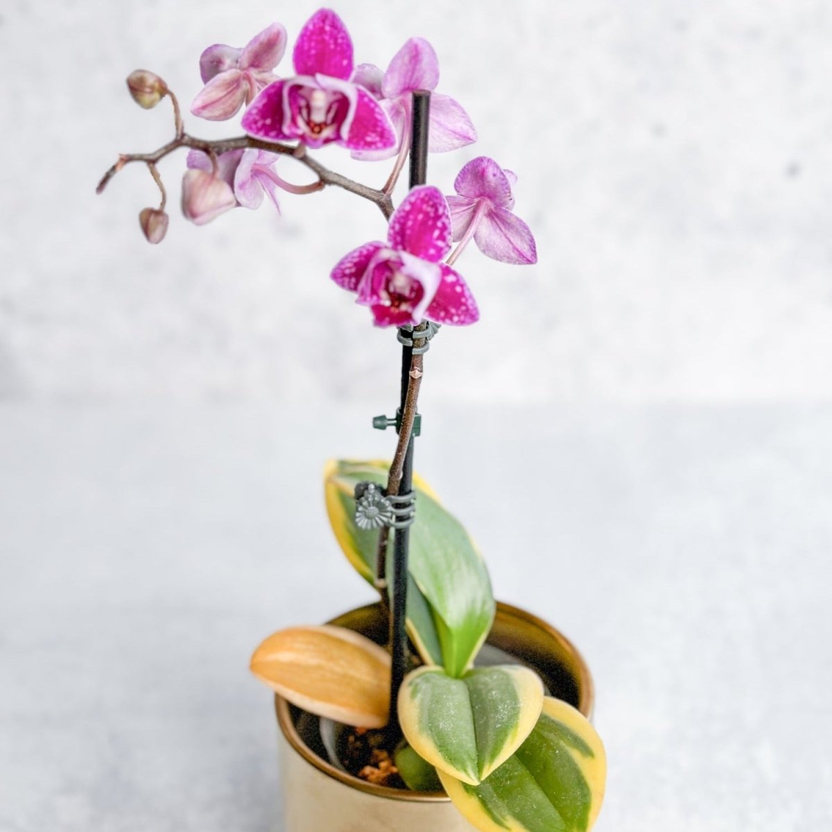  Phalaenopsis Orchid