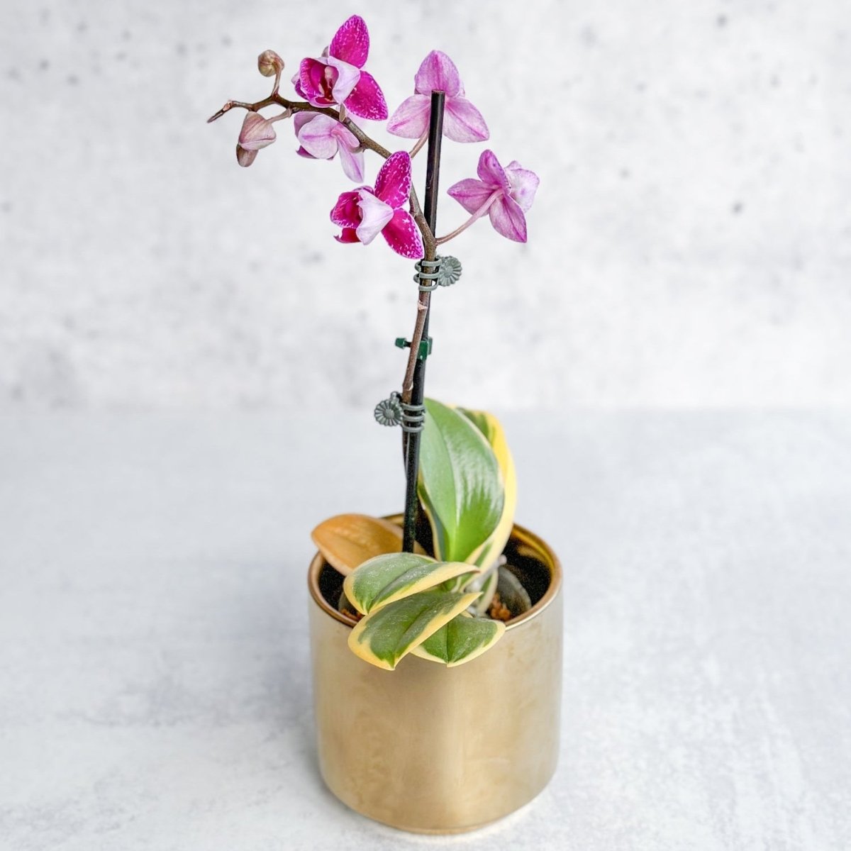  Phalaenopsis Orchid