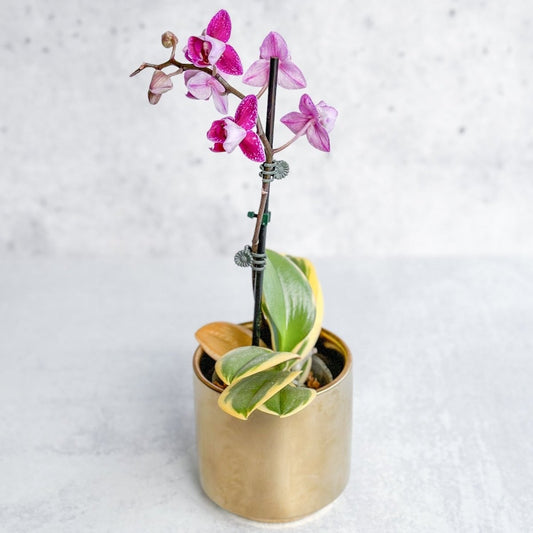  Phalaenopsis Orchid