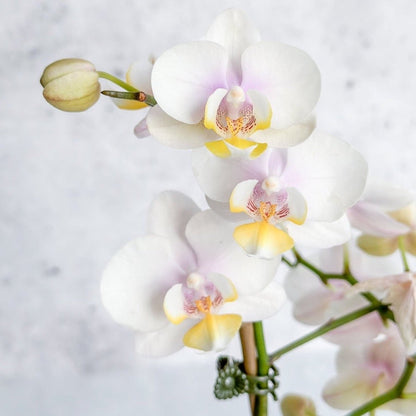  Phalaenopsis Orchid