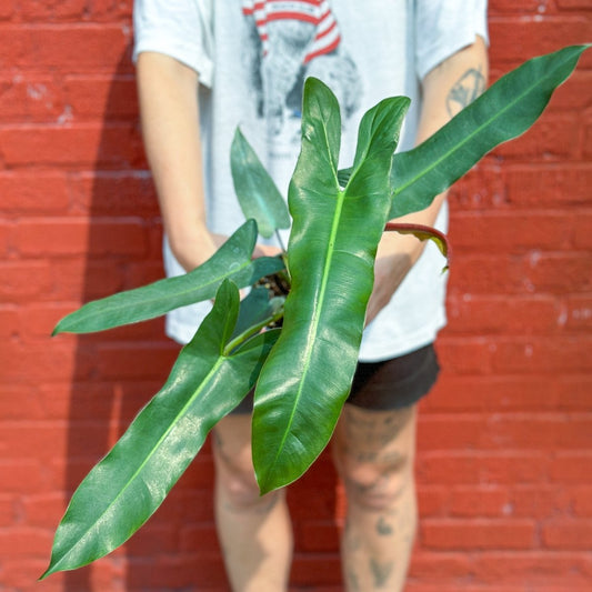  Philodendron Atabapoense - Rare Strapleaf Philodendron - 4 Inch