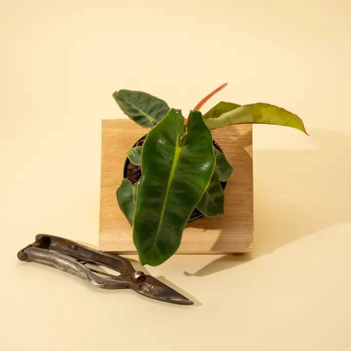  Philodendron Billietiae