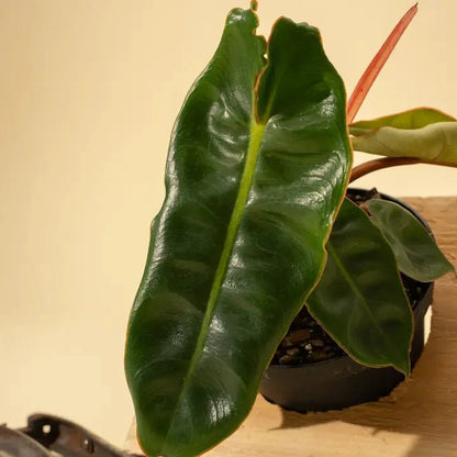  Philodendron Billietiae