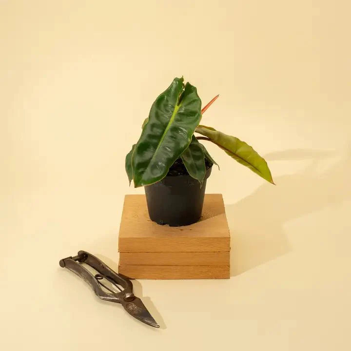  Philodendron Billietiae