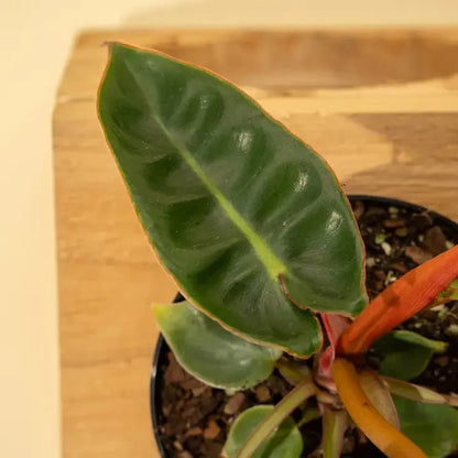  Philodendron Billietiae
