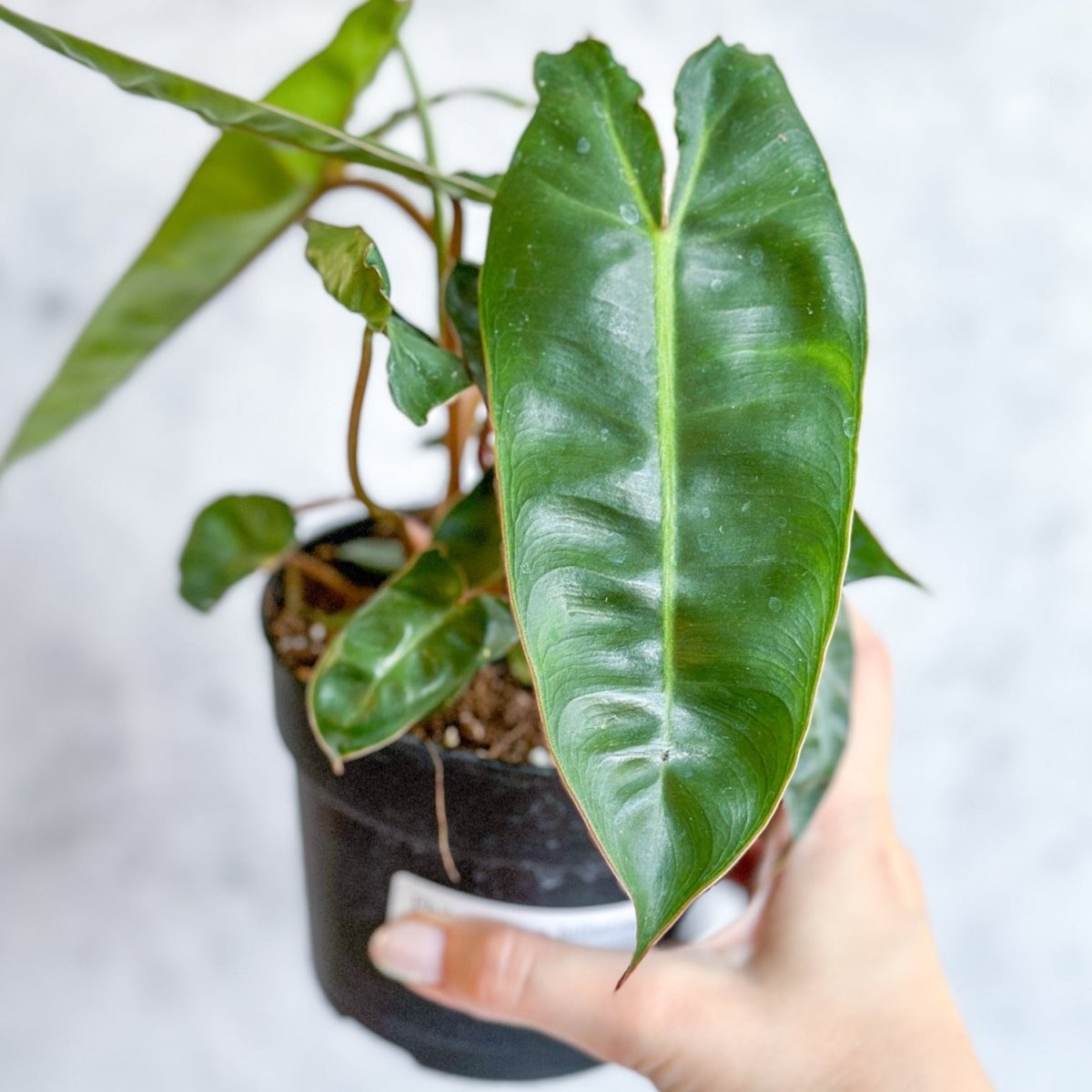  Philodendron Billietiae