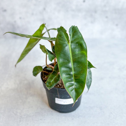  Philodendron Billietiae