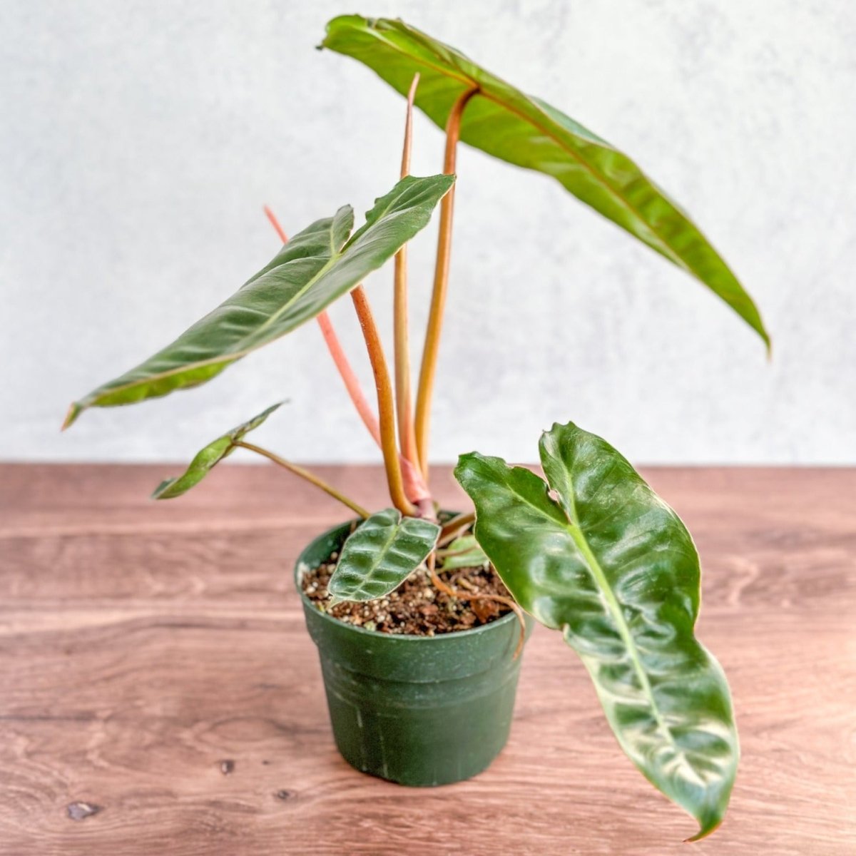  Philodendron Billietiae