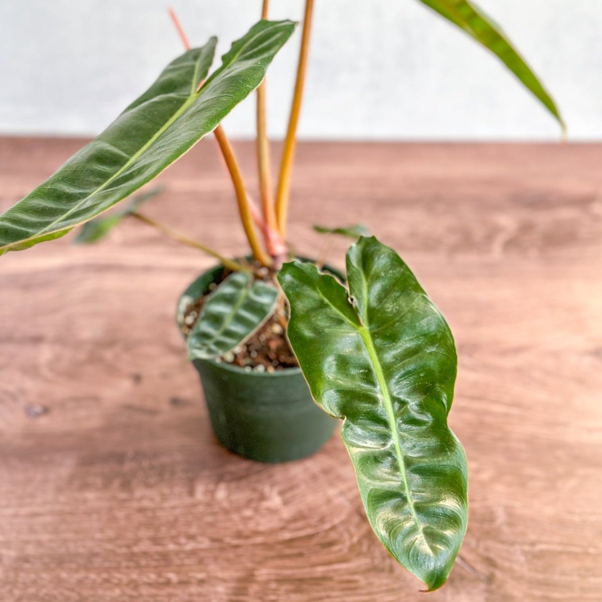  Philodendron Billietiae