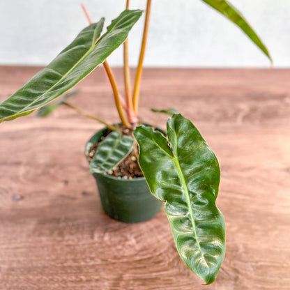  Philodendron Billietiae