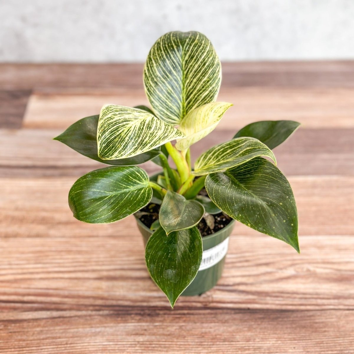  Philodendron 'Birkin' - White Wave