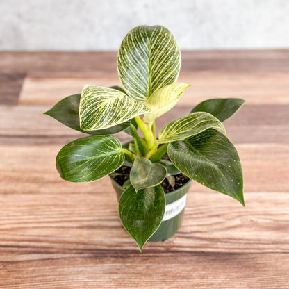  Philodendron 'Birkin' - White Wave