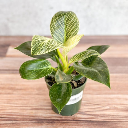  Philodendron 'Birkin' - White Wave