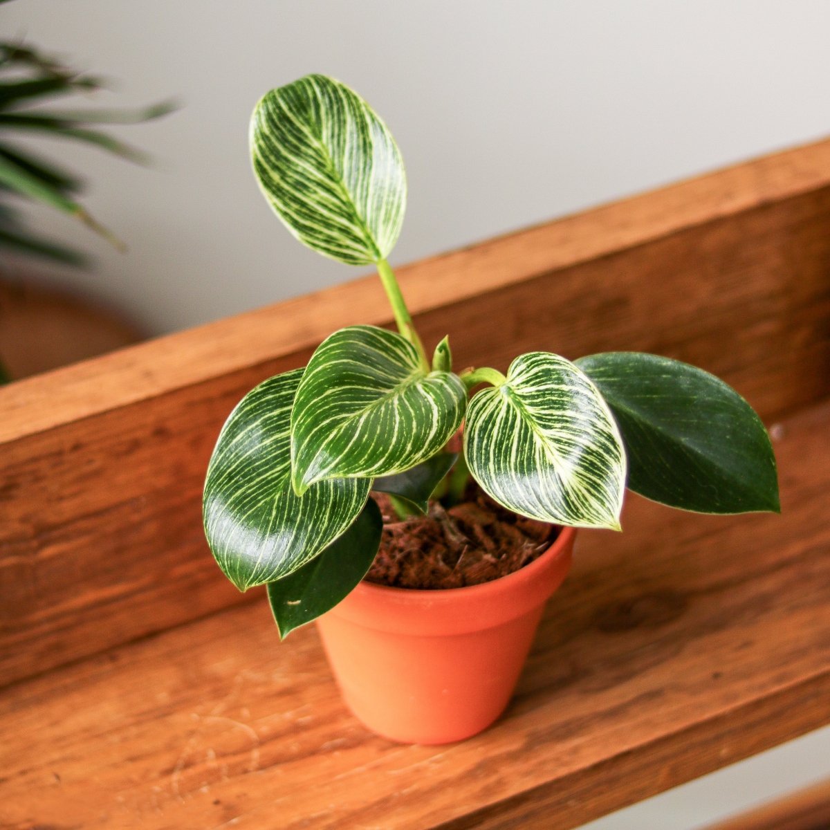  Philodendron 'Birkin' - White Wave