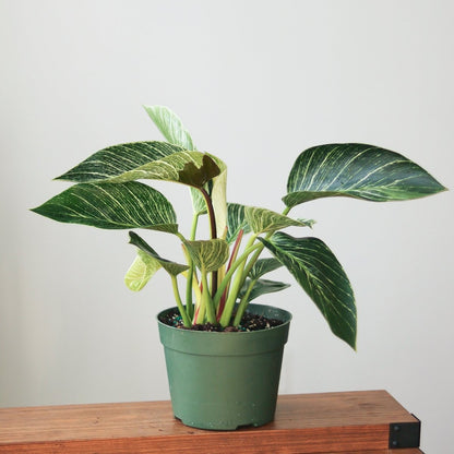  Philodendron 'Birkin' - White Wave