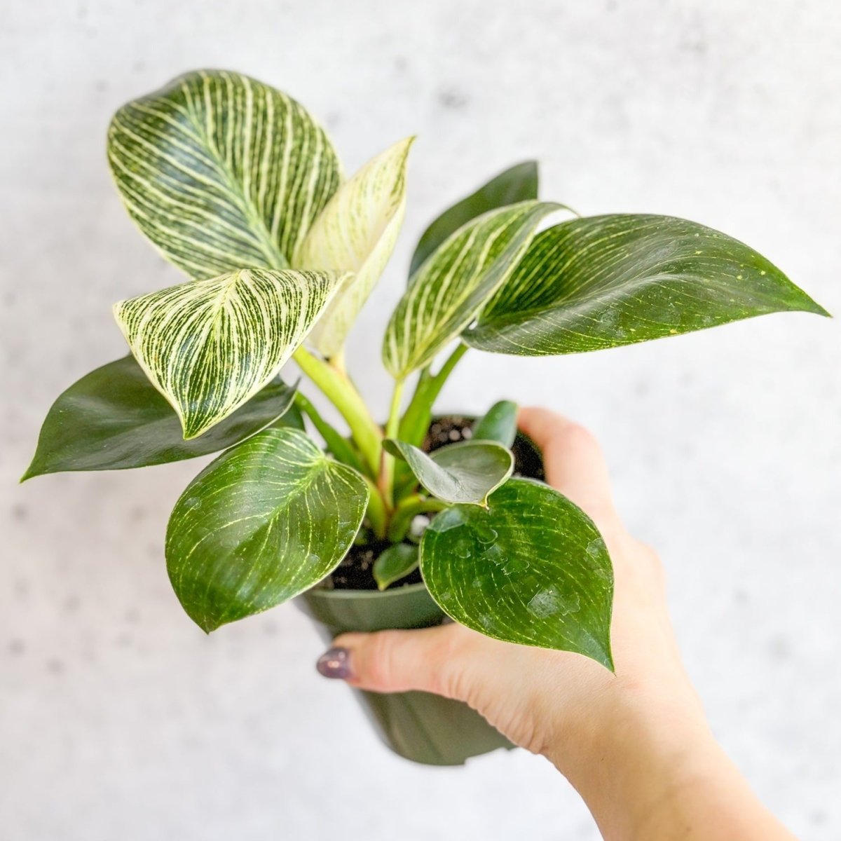  Philodendron 'Birkin' - White Wave