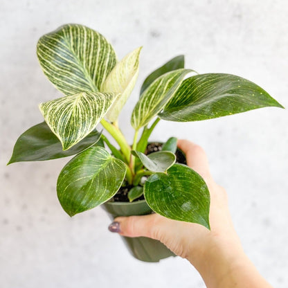  Philodendron 'Birkin' - White Wave