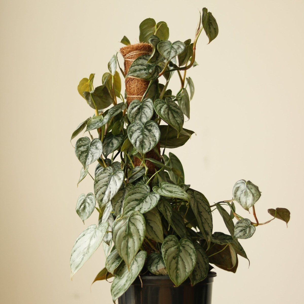  Philodendron Brandtianum ‘Silver Leaf’ – Easy‑Care Silver‑Mottled Vine