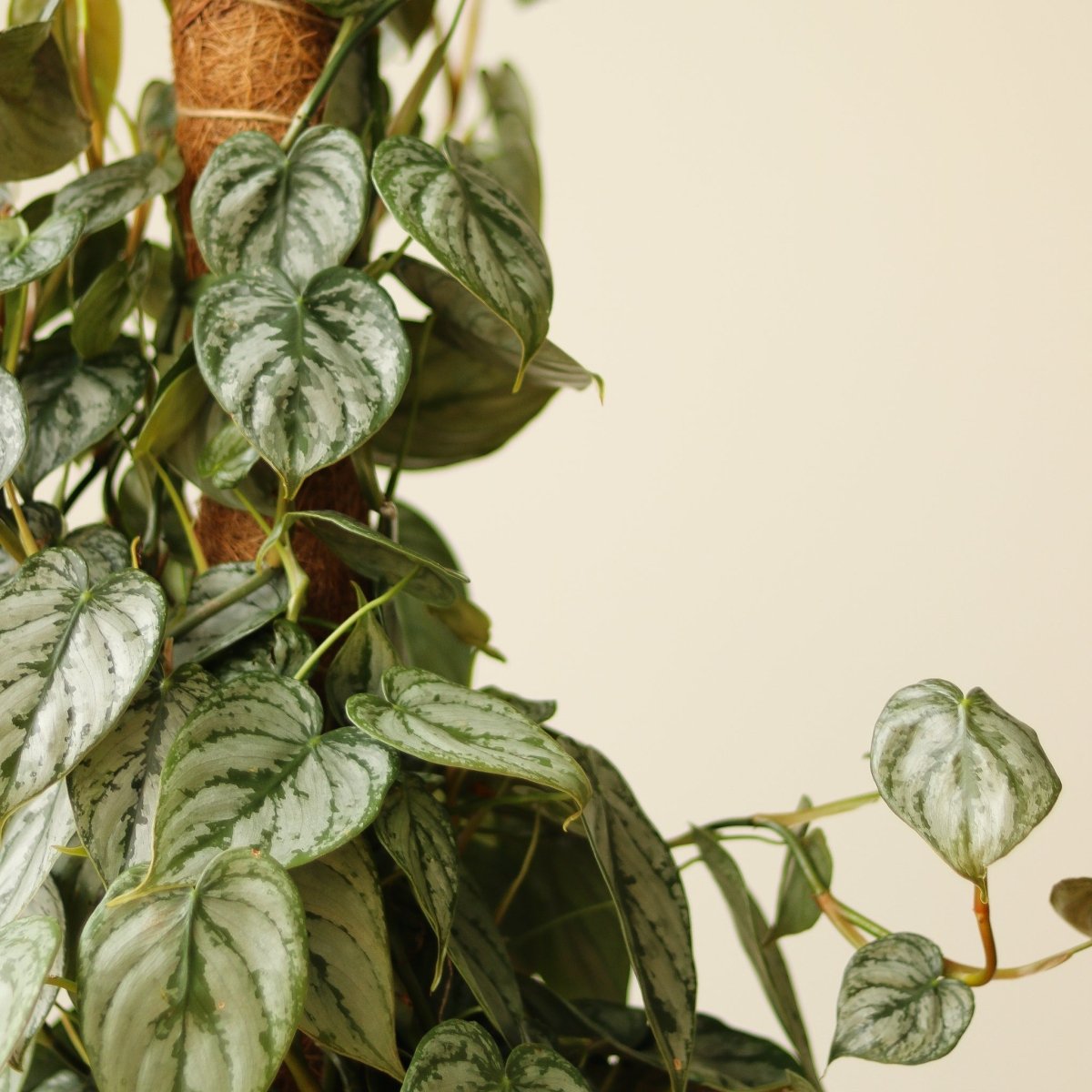  Philodendron Brandtianum ‘Silver Leaf’ – Easy‑Care Silver‑Mottled Vine