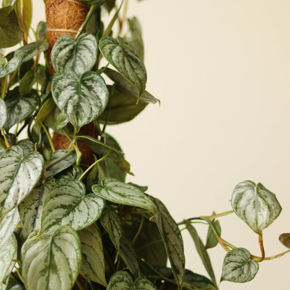  Philodendron Brandtianum ‘Silver Leaf’ – Easy‑Care Silver‑Mottled Vine