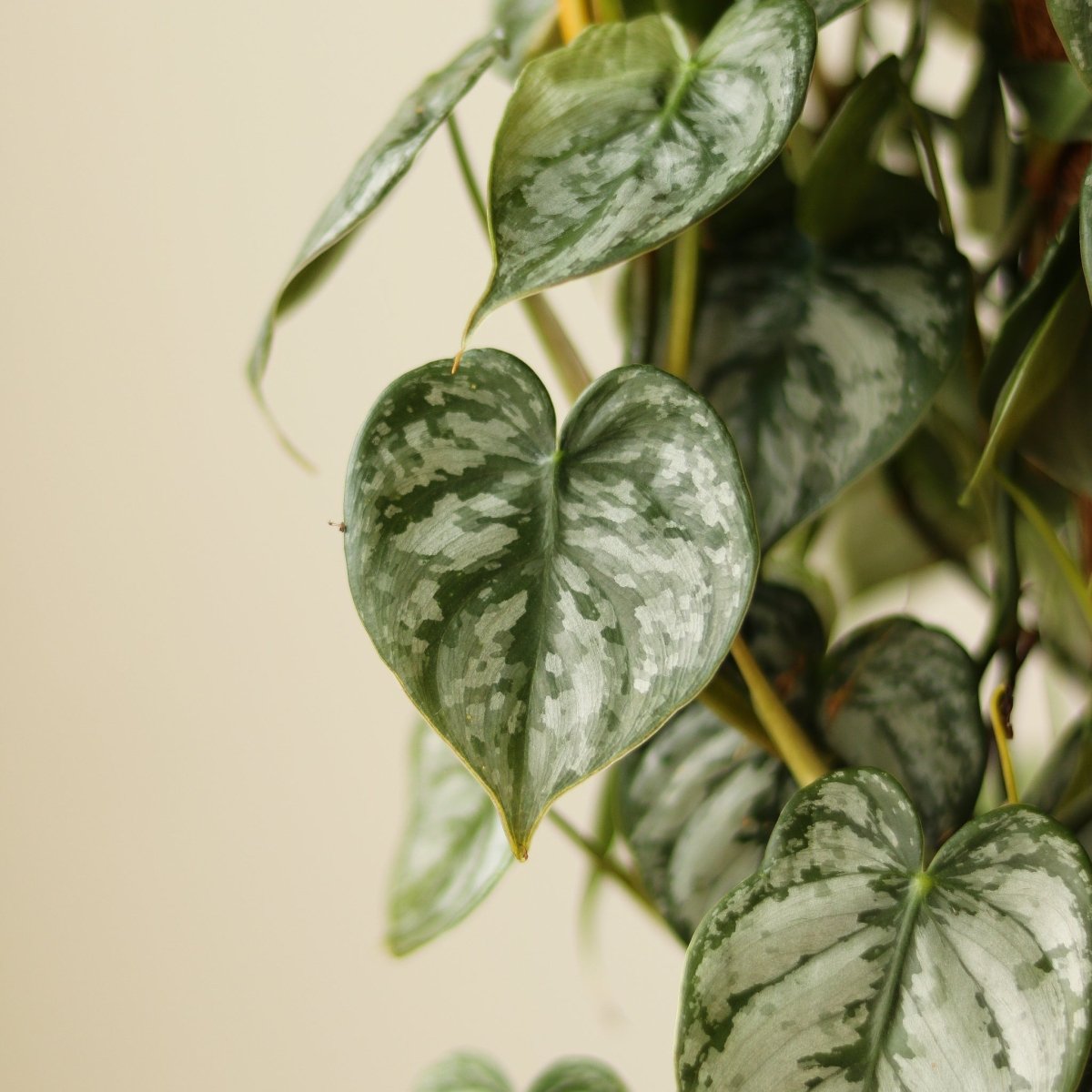  Philodendron Brandtianum ‘Silver Leaf’ – Easy‑Care Silver‑Mottled Vine