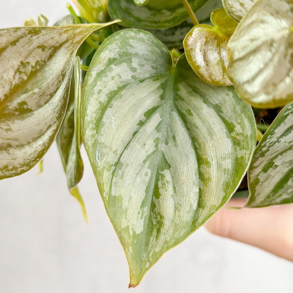  Philodendron Brandtianum ‘Silver Leaf’ – Easy‑Care Silver‑Mottled Vine