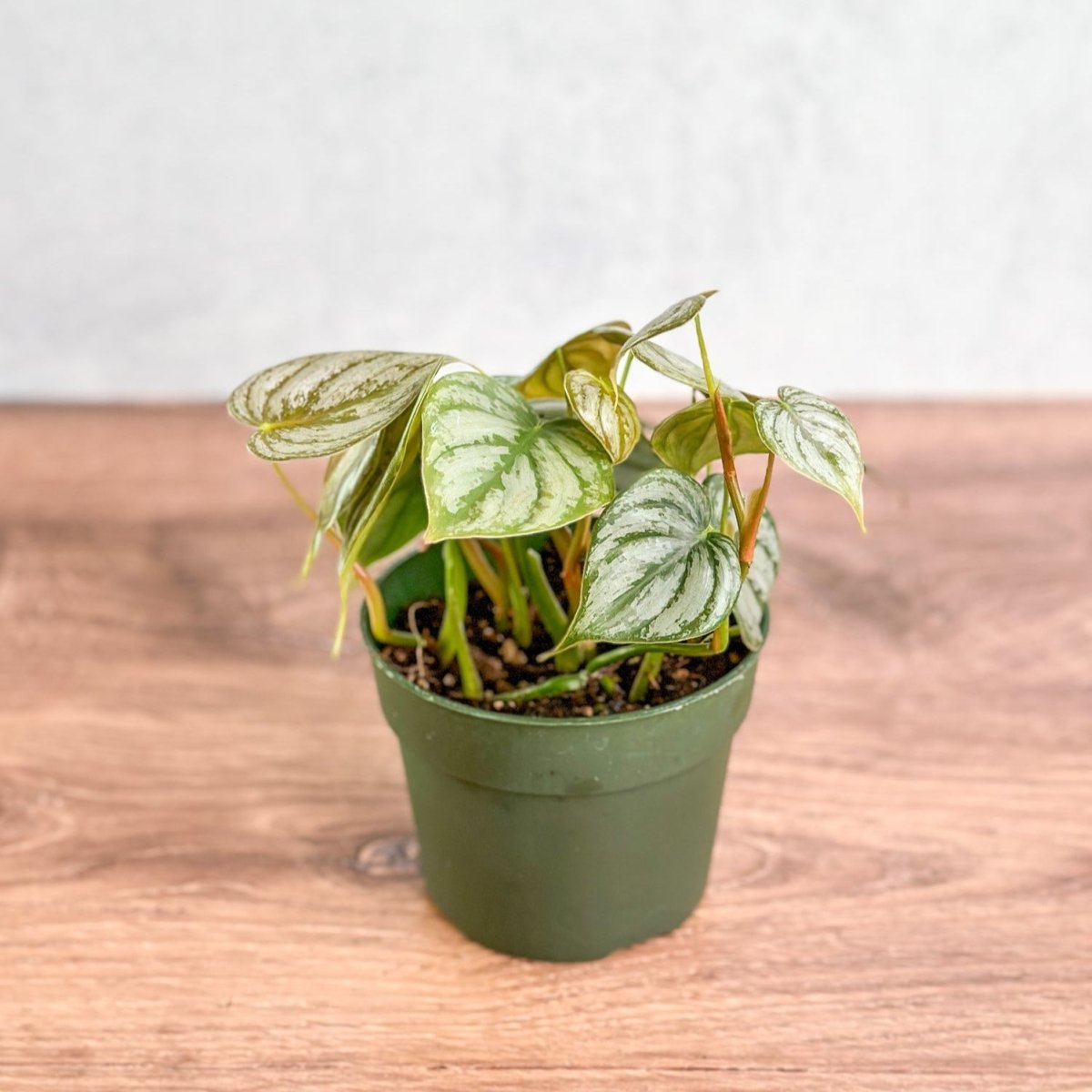  Philodendron Brandtianum ‘Silver Leaf’ – Easy‑Care Silver‑Mottled Vine