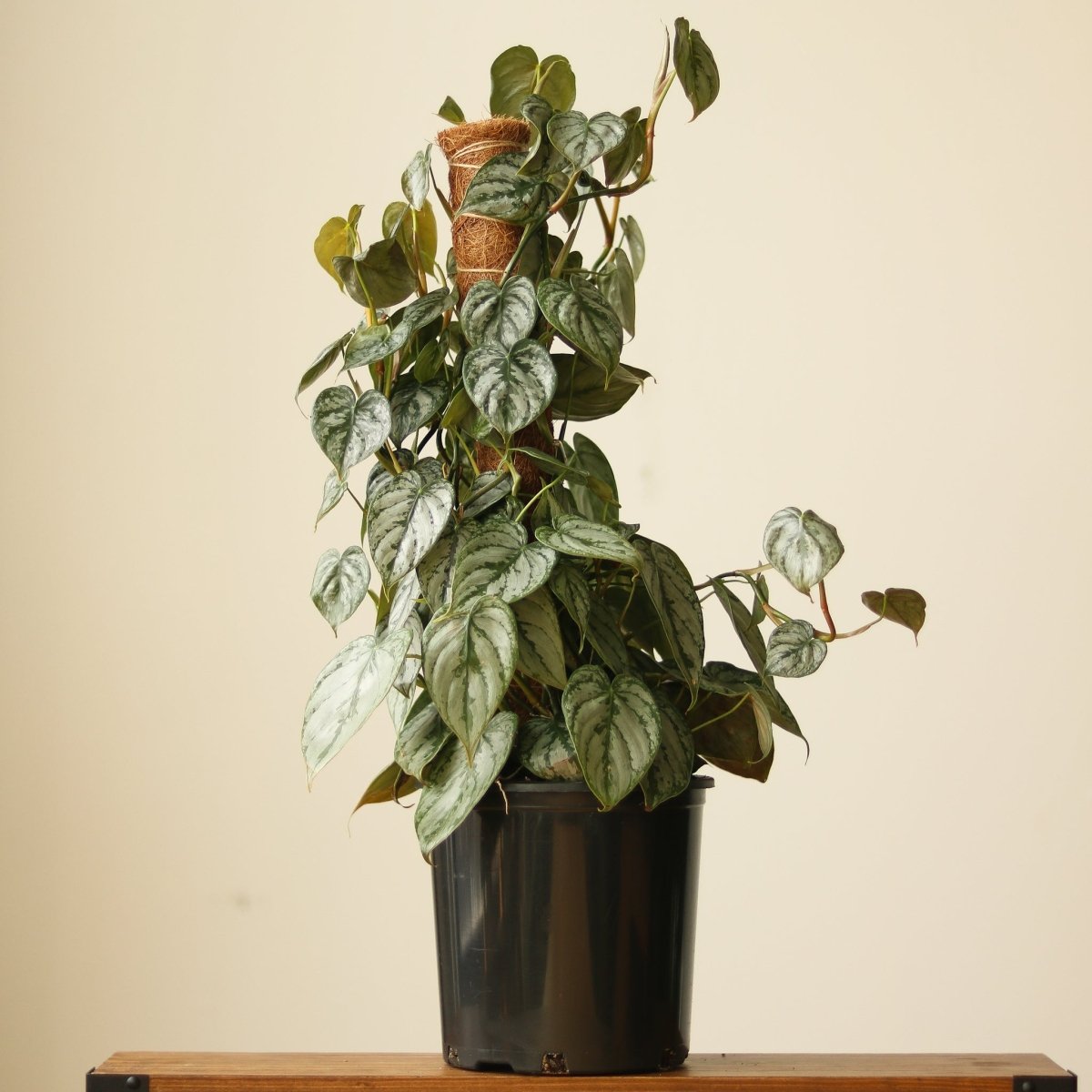  Philodendron Brandtianum ‘Silver Leaf’ – Easy‑Care Silver‑Mottled Vine