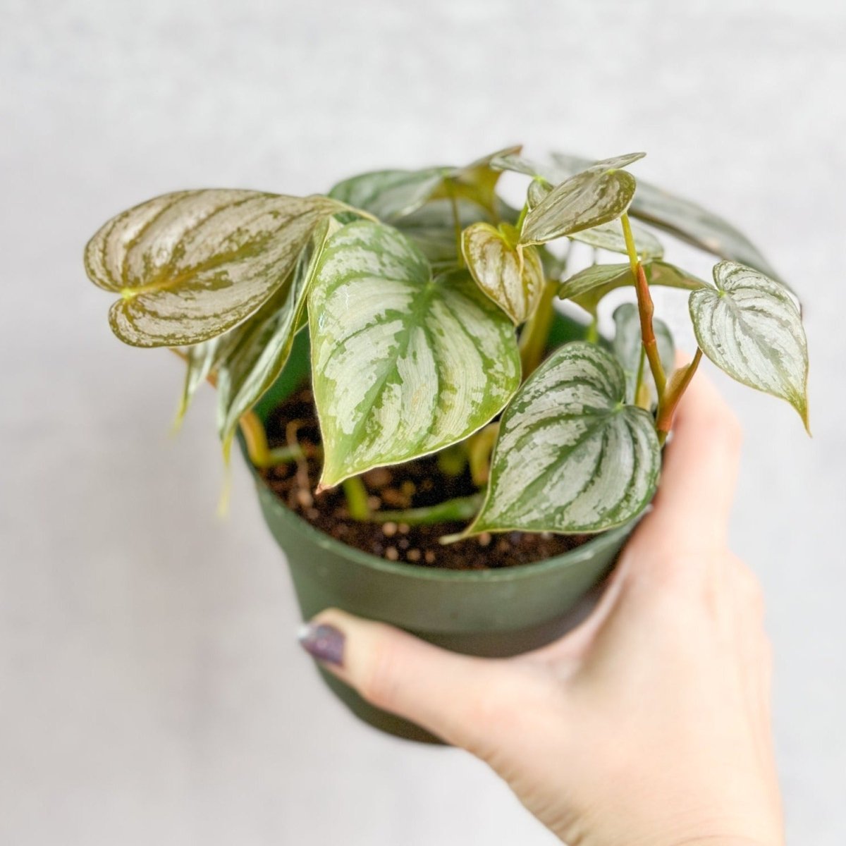  Philodendron Brandtianum ‘Silver Leaf’ – Easy‑Care Silver‑Mottled Vine
