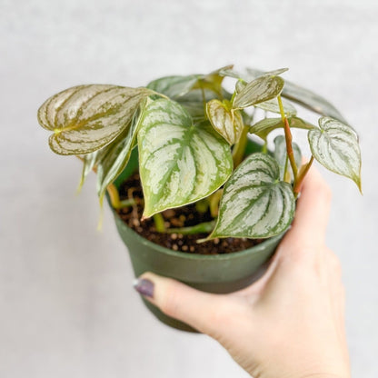  Philodendron Brandtianum ‘Silver Leaf’ – Easy‑Care Silver‑Mottled Vine
