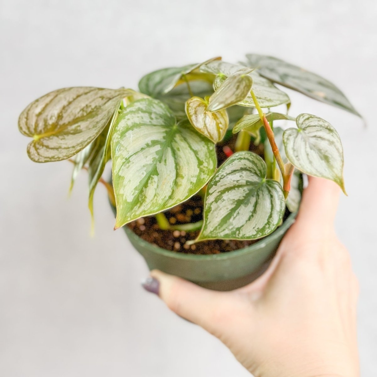  Philodendron Brandtianum ‘Silver Leaf’ – Easy‑Care Silver‑Mottled Vine